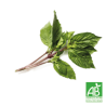 Botte de Basilic Thai