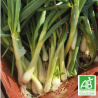 Botte d'oignons Blancs