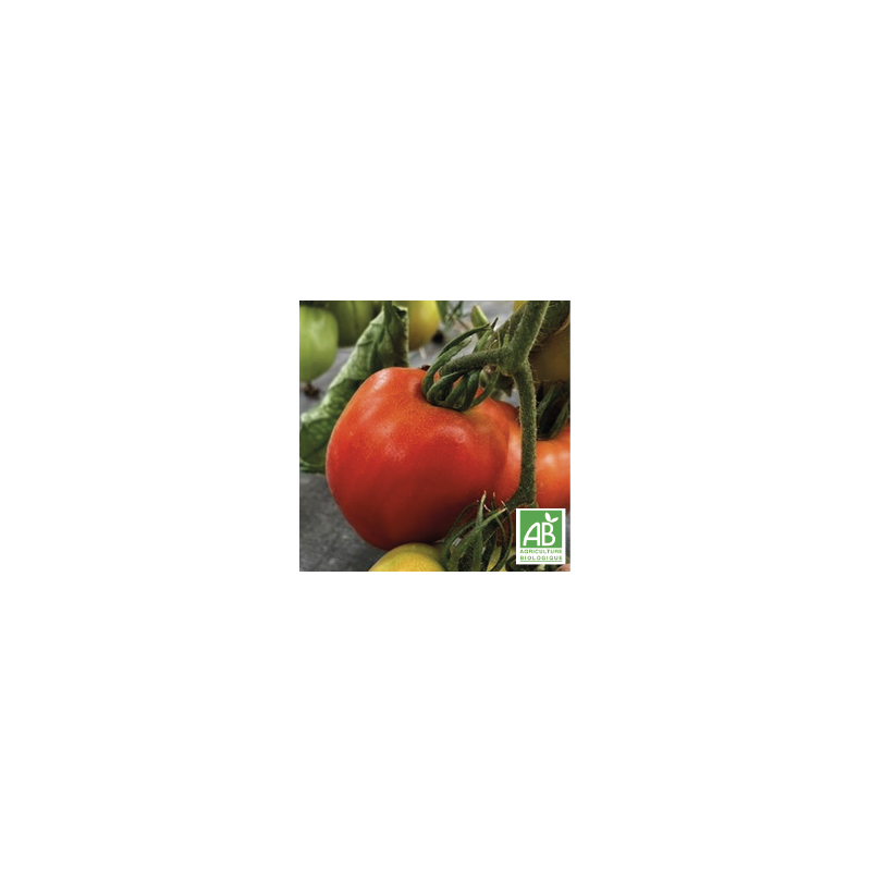 Tomates Cœur de bœuf Rouges