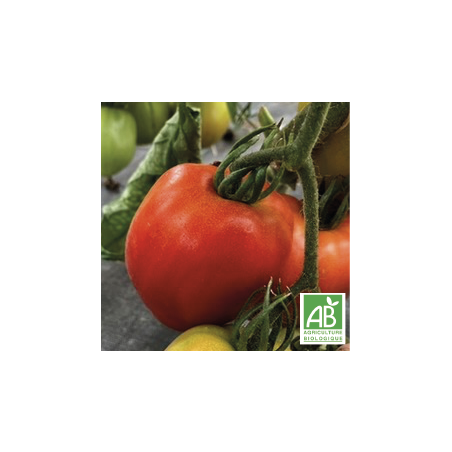 Tomates Cœur de bœuf Rouges