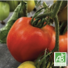 Tomates Cœur de bœuf Rouges