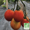 Tomates Cœur de bœuf Rouges