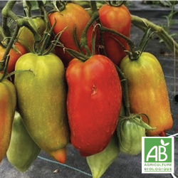 Tomates Anciennes