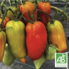Tomates Anciennes