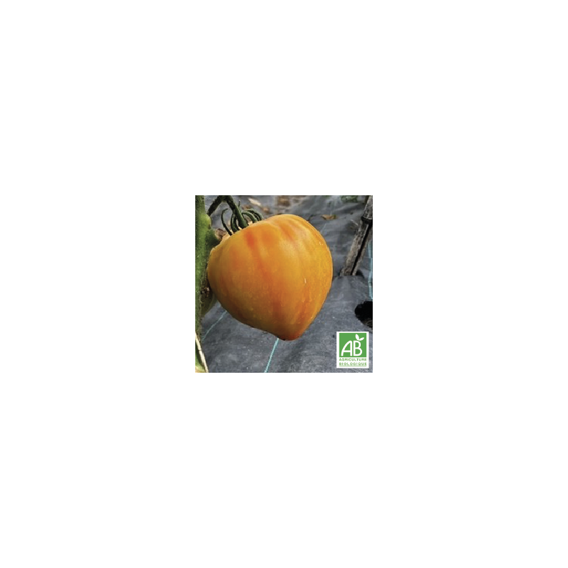 Tomates Cœur de bœuf Jaunes