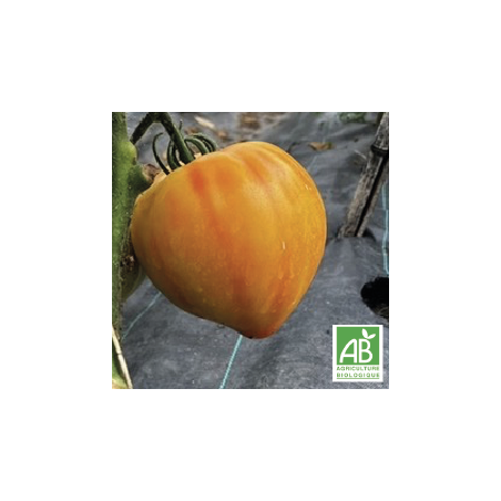 Tomates Cœur de bœuf Jaunes