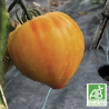 Tomates Cœur de bœuf Jaunes
