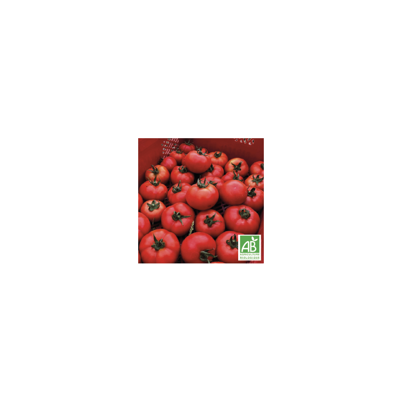 Tomates Rondes Fiorentino