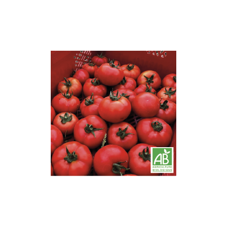 Tomates Rondes Fiorentino