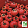 Tomates Rondes Fiorentino