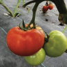 Tomates Rondes Fiorentino