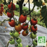 Tomates Cerises Rouges