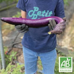 Aubergines Gioleta