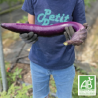 Aubergines Gioleta