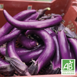 Aubergines Gioleta