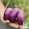 Aubergines Gioleta
