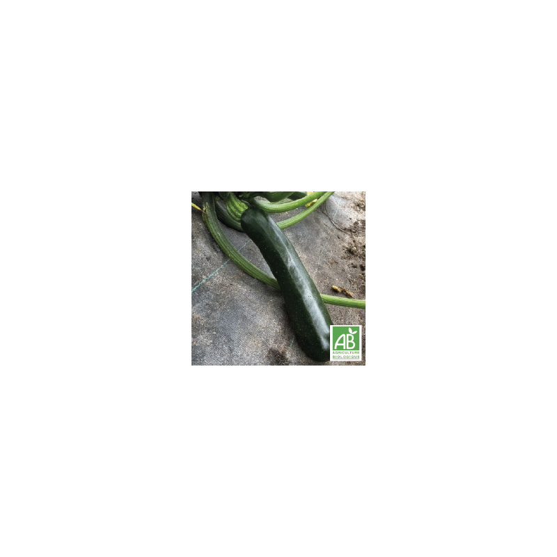 Courgettes