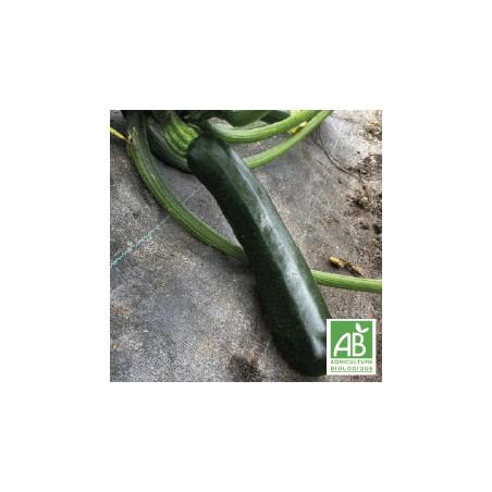 Courgettes