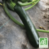 Courgettes