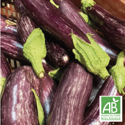 Aubergines Tsakonikis