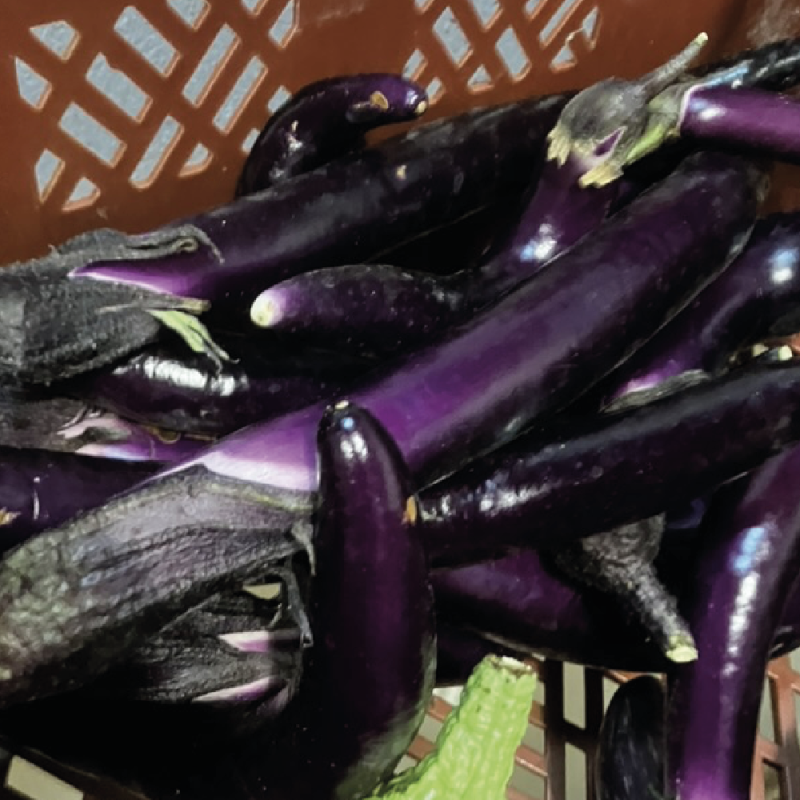 Aubergines Gioleta