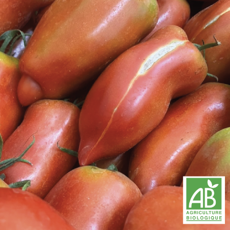 Tomates Anciennes