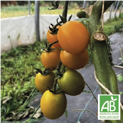 Tomates Cerises Jaunes