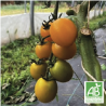 Tomates Cerises Jaunes
