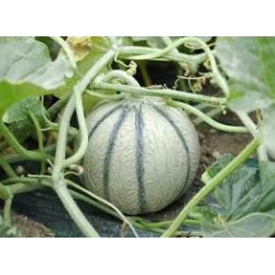 Melon charentais (Par 12)