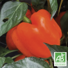 Poivrons De Couleurs