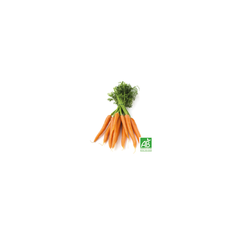 Carottes