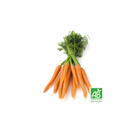 Carottes