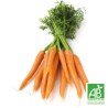 Carottes
