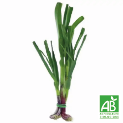 Ail bio