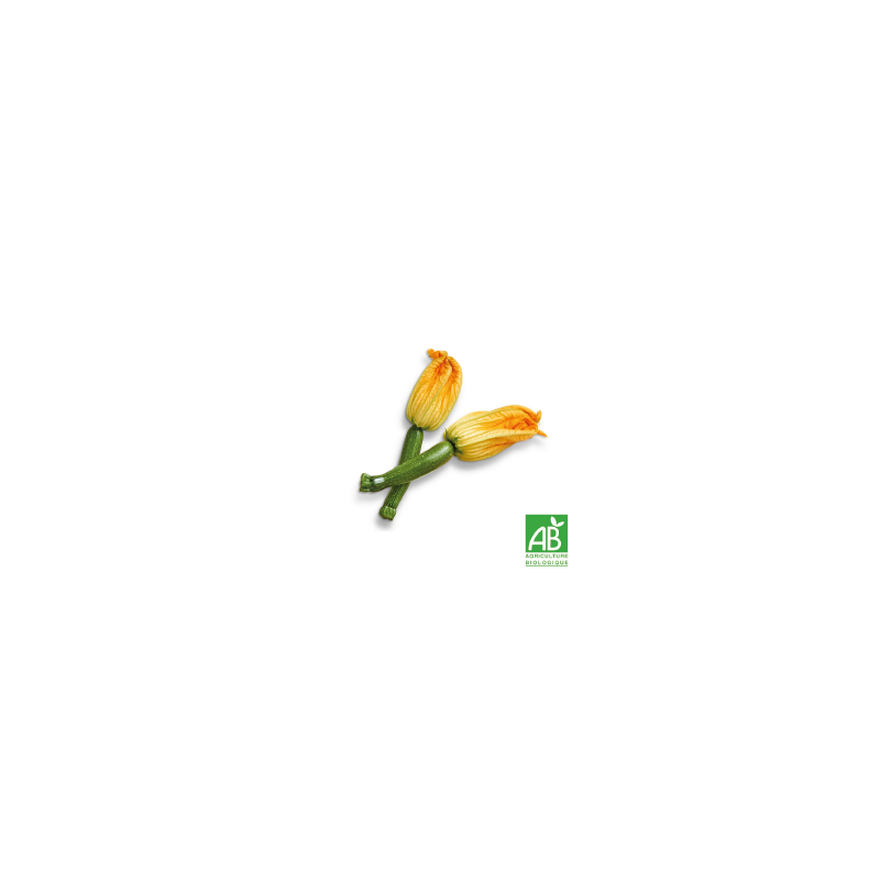 Fleurs de courgettes