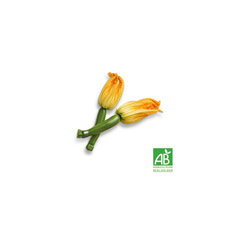Fleurs de courgettes
