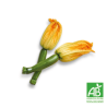 Fleurs de courgettes